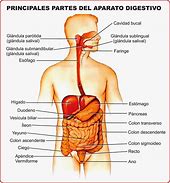 Image result for aparato
