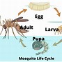 Image result for Violeds Mosquito Bli Bli