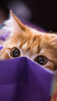 Image result for Purple Cat Aesthetic