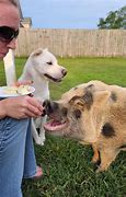 Image result for Gimme Pigs