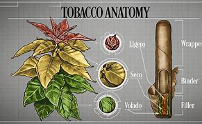 Image result for How Is Tobacco Made