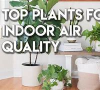 Image result for Best Plants for Indoor Air Quality