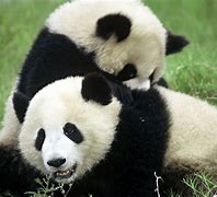 Image result for Le Le Panda