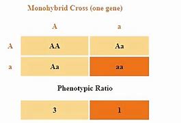 Image result for Phenotype Ratio Example