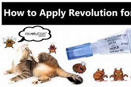 Image result for Revolution for Cats DIY