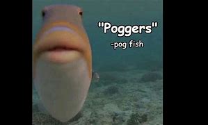 Image result for POG Fish Meme