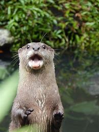 Image result for Otter Animal