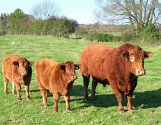 Image result for Cattle Cartel Stickers