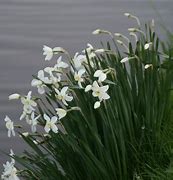 Bildergebnis für Narcissus Polar Ice