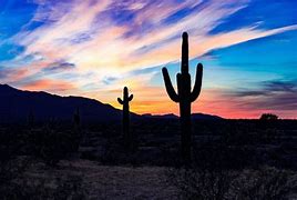 Image result for Desert Landscape with Cactus