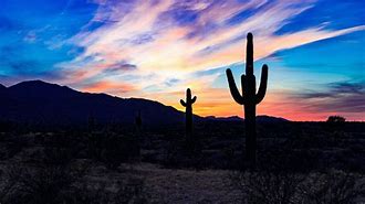 Image result for Desert Cactus Sunset