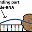 Image result for Gene Cut Out of the DNA