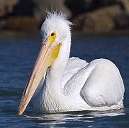 Image result for Pelican Sential 100X Kayak