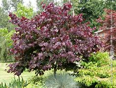 Image result for Cercis canadensis Forest Pansy