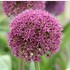 Image result for Allium Party Balloons