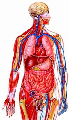 organi interni corpo umano apparato e sistema corpo umano mattia n organi interni corpo umano apparato e sistema corpo umano mattia n