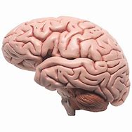 Image result for Human Brain Anatomy Model