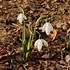 Galanthus Naughton 的图像结果