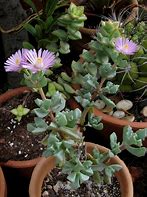 Image result for Oscularia deltoides