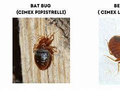 Image result for Difference Between Bed Bugs and Bat Bugs