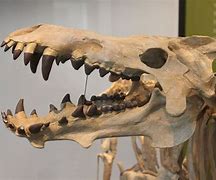 Image result for Prehistoric Animal Skulls