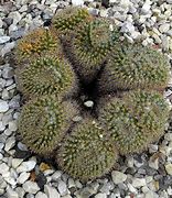 Image result for Swimm Ring Cactus