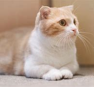 Image result for Munchkin El Gato De Papel