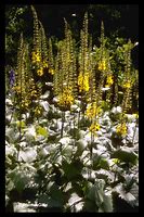 Image result for Ligularia stenocephala The Rocket