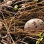 Image result for Bird Nest Decoration