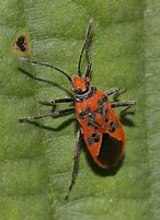 Image result for Orange Squash Bug