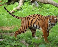 Image result for Tiger Attack Woman in China