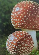 Image result for agaric�cdo