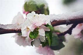 Image result for Apple Blossom Tree in the Snow