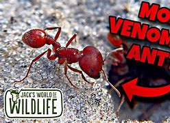 Image result for Venomous Ants