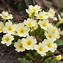 Image result for Primula x loiseleurii Aire Mist