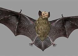 Image result for Bat Creature 3D Model