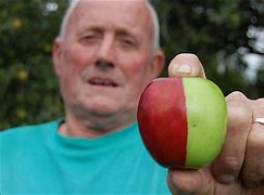 Image result for Half Red Half Green Apple