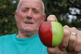 Image result for Half Red Green Apple