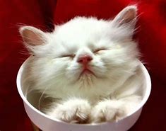 Image result for Cute Kittens in Cups