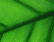 Image result for Green Leaf Close Up