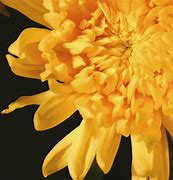 Image result for Chrysanthemum iPhone 6 Wallpaper