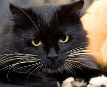 Image result for Black Cat 5S
