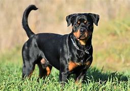 Image result for Rottweiler Similar Dog