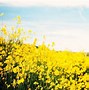 Image result for Red/Yellow Nature