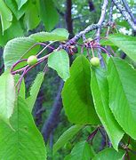 Image result for Prunus cerasus Gorsemkriek