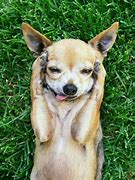 Image result for Perro Chihuahua Chistoso