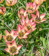 Image result for Tulipa Danique