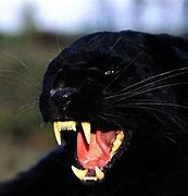 Image result for Fierce Black Panther