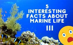 Image result for Marine Biology Facts