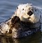 Image result for Cute Otter Pictures